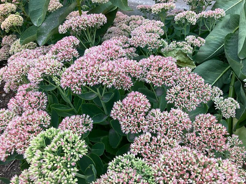 Sedum Brings Succulent Leaves And Late-Season Color