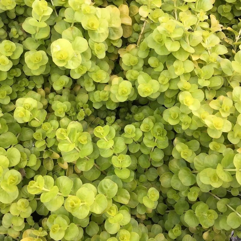 Creeping Jenny Fills Gaps And Smothers Weed Growth
