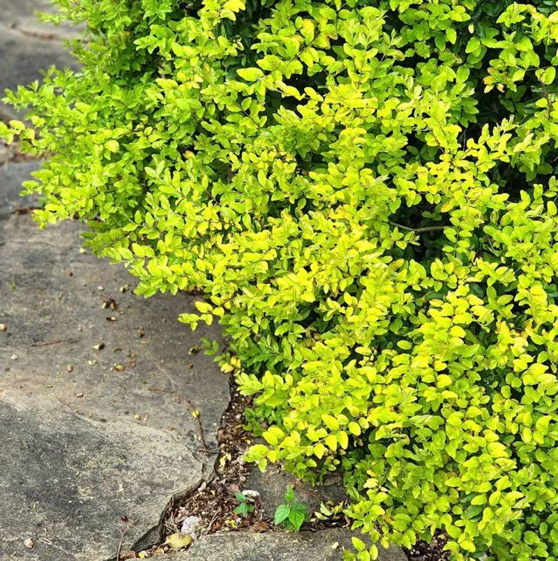 Creeping Jenny Brightens Damp Or Part Shade Spots