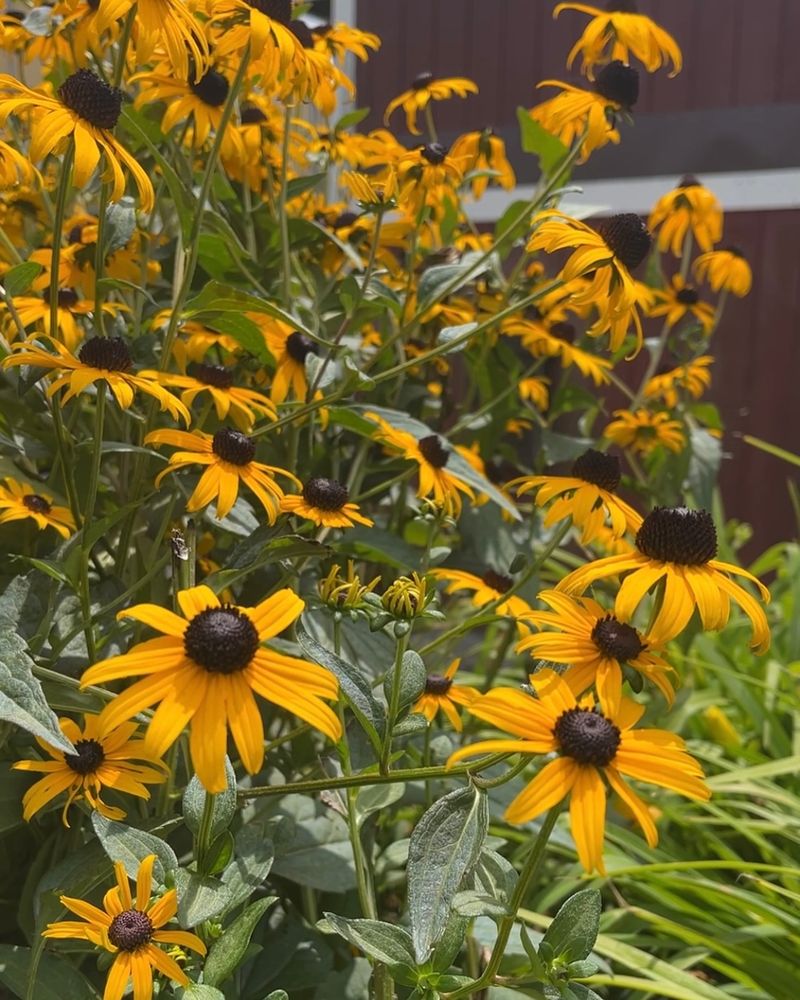 Black-Eyed Susan