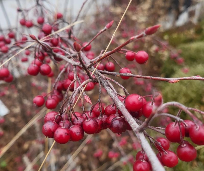 Red Chokeberry