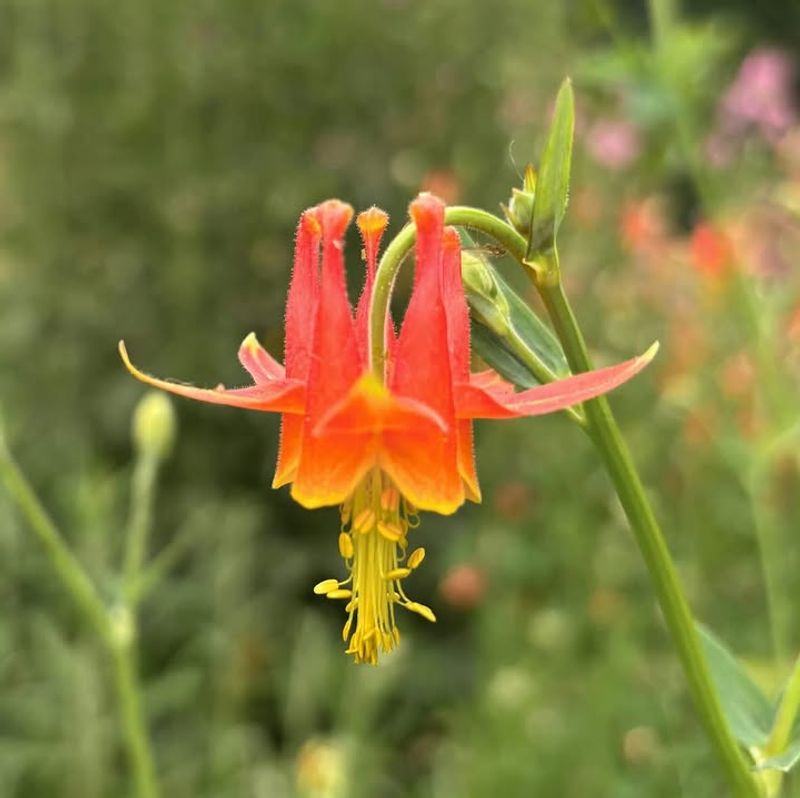 Wild Columbine Reseeds In Protected Garden Areas