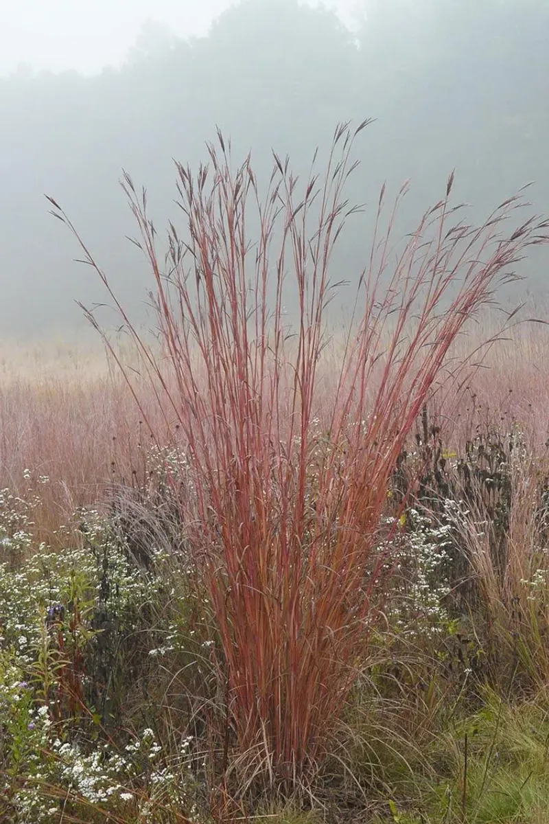 Big Bluestem Creates Tall Native Screens In Heavy Soil