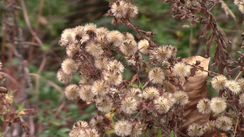 New England Aster Carries The Garden Into Bird Season