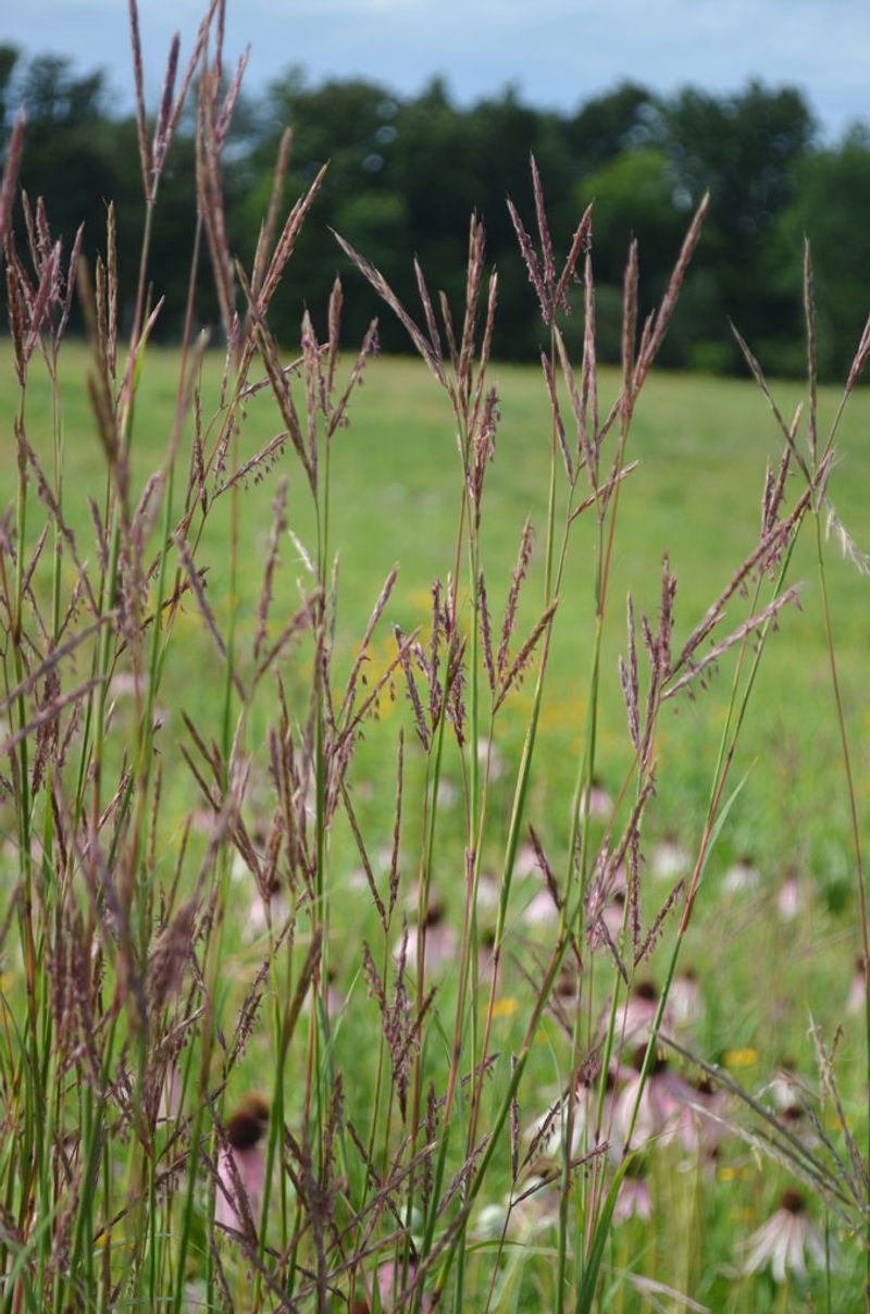 Big Bluestem Forms Tall Prairie Cover For Birds