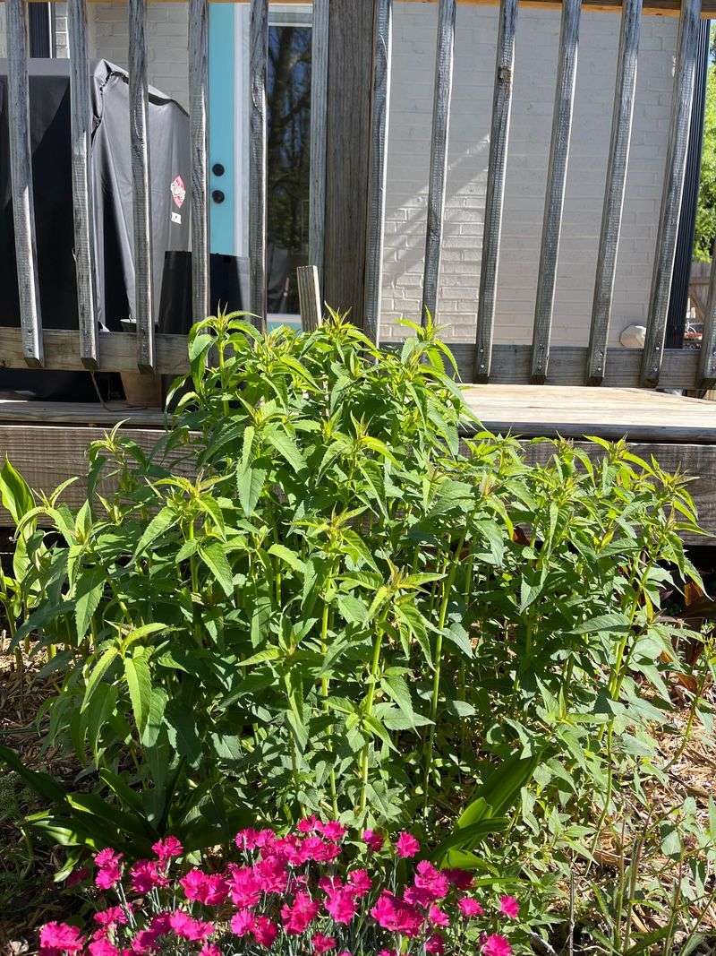 Wild Bergamot Thrives After Pruning