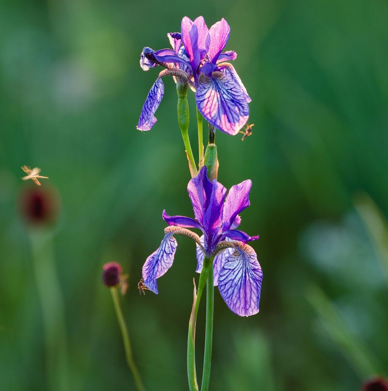 Siberian Iris Performs Well In Northern Climates