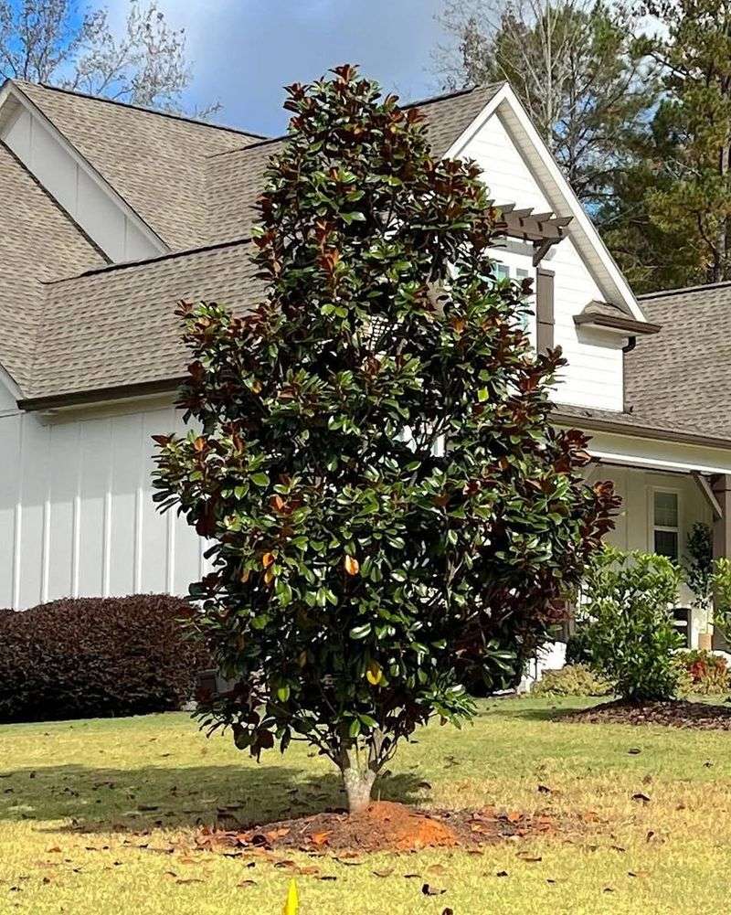 Teddy Bear Magnolia Keeps A Dense, Tidy Shape