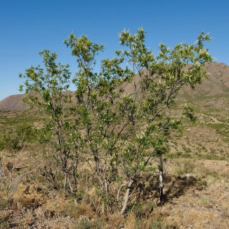 Netleaf Hackberry Supports Wildlife And Fits Desert Landscapes