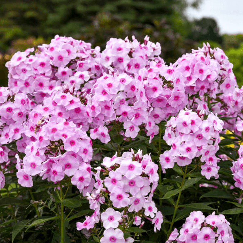 Phlox Opalescence Luminary Collection