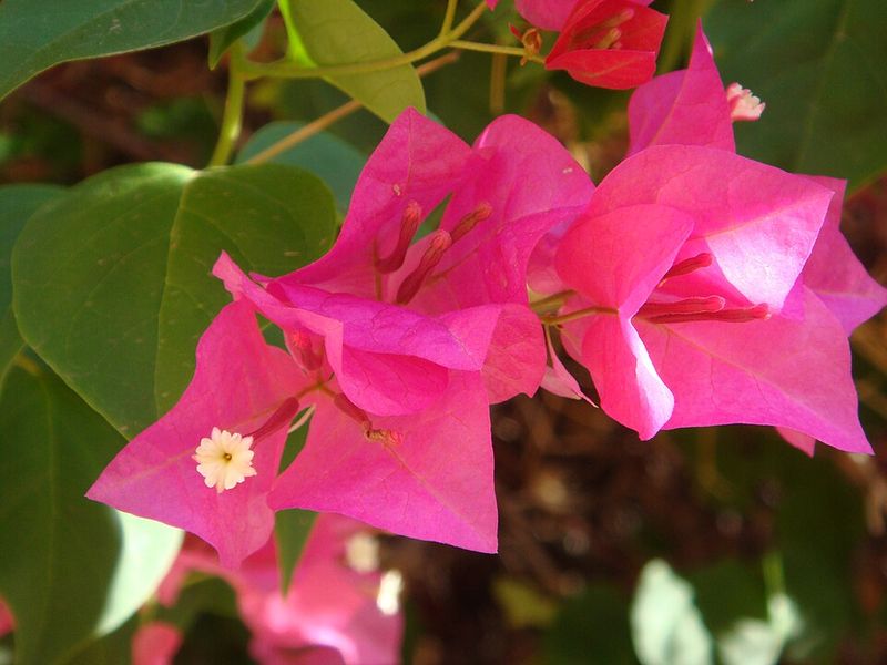 However, Bougainvillea Performs Better After Frost Risk