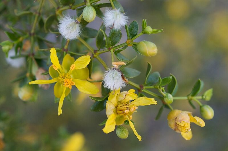 Creosote Bush Brings A Classic Desert Look And Tough Green Foliage