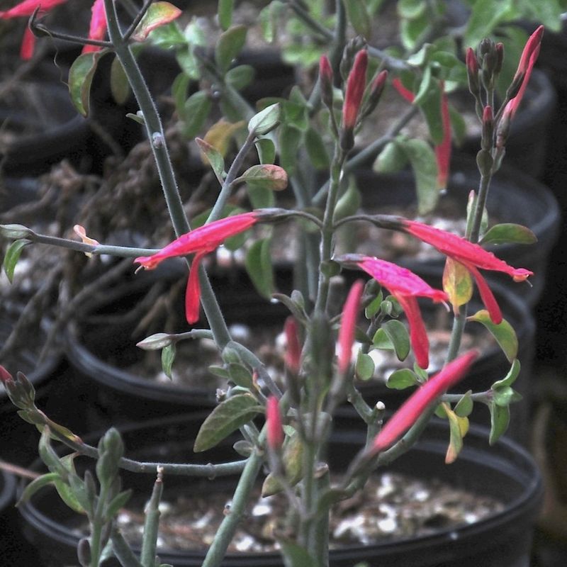 Chuparosa Flowers On Existing Growth That Must Be Preserved
