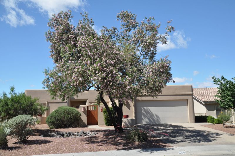 Desert Willow Brings Beautiful Blooms And Dappled Shade