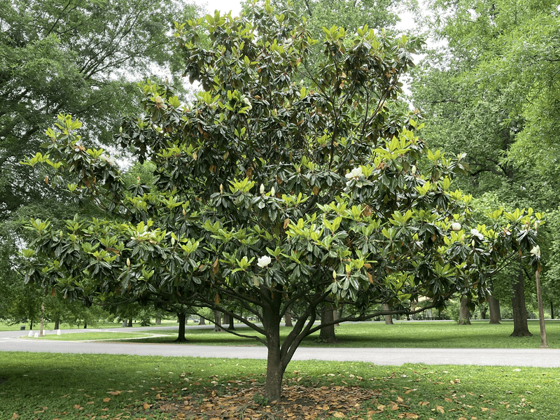 Southern Magnolia Stays Resilient In Dry Conditions