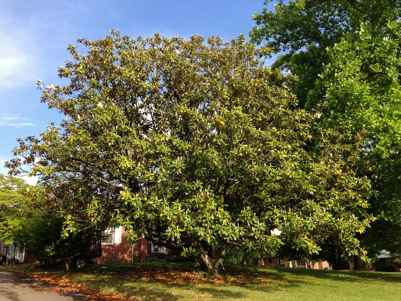 Southern Magnolia Creates Heavy Shade And Mess