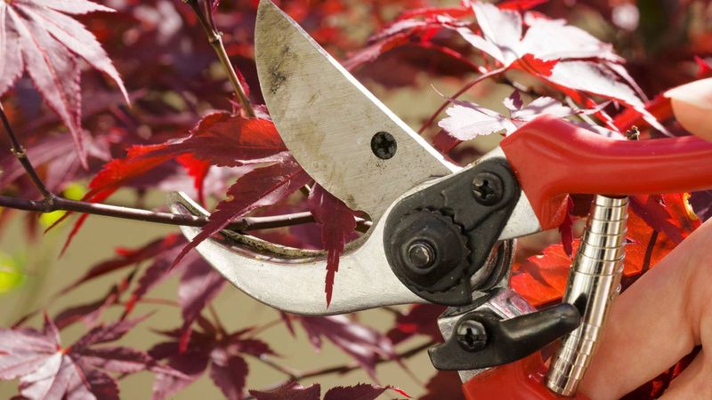 Red Maple (Acer Rubrum)