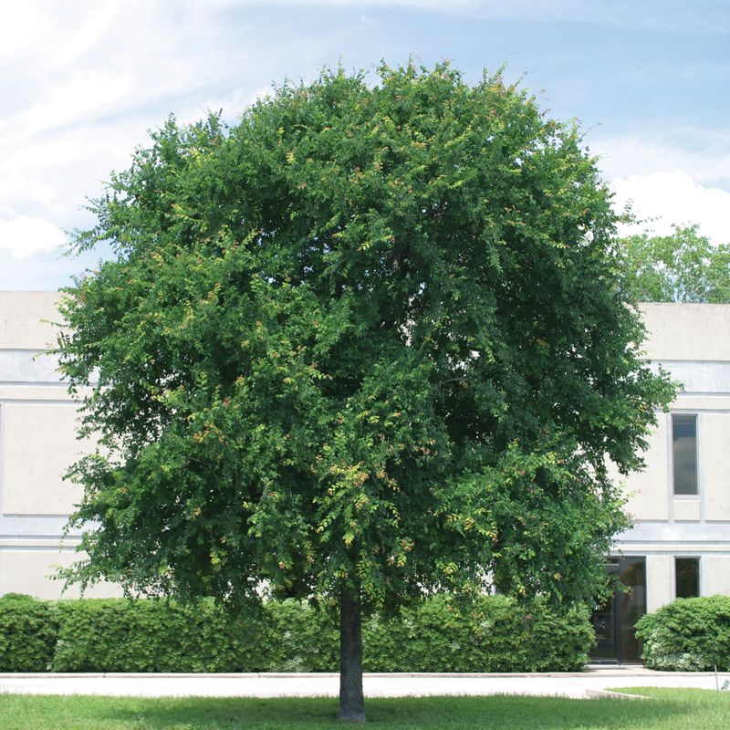 Cedar Elm 
