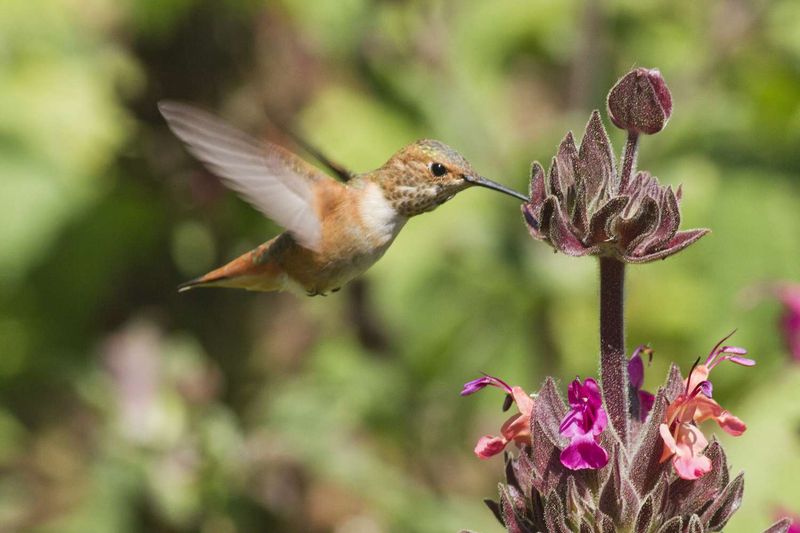 Hummingbird Sage 