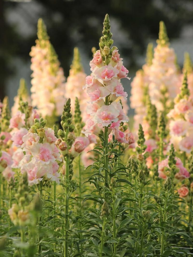 Snapdragons For Vertical Beauty