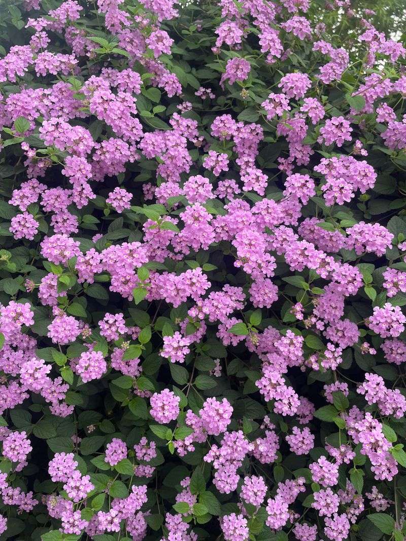 Drought Tolerance Keeps Flowers Coming With Minimal Water