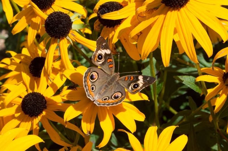 Native Plant Status Makes Them Pollinator Favorites