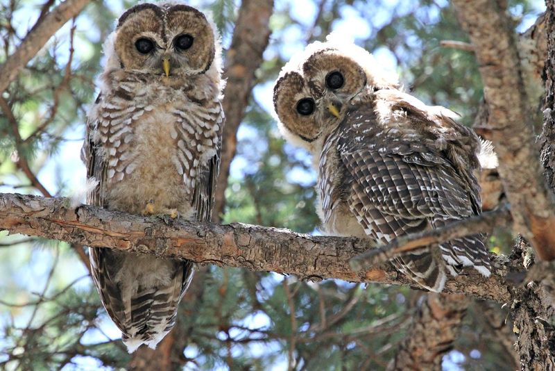 Mexican Spotted Owl Of Hidden Canyons