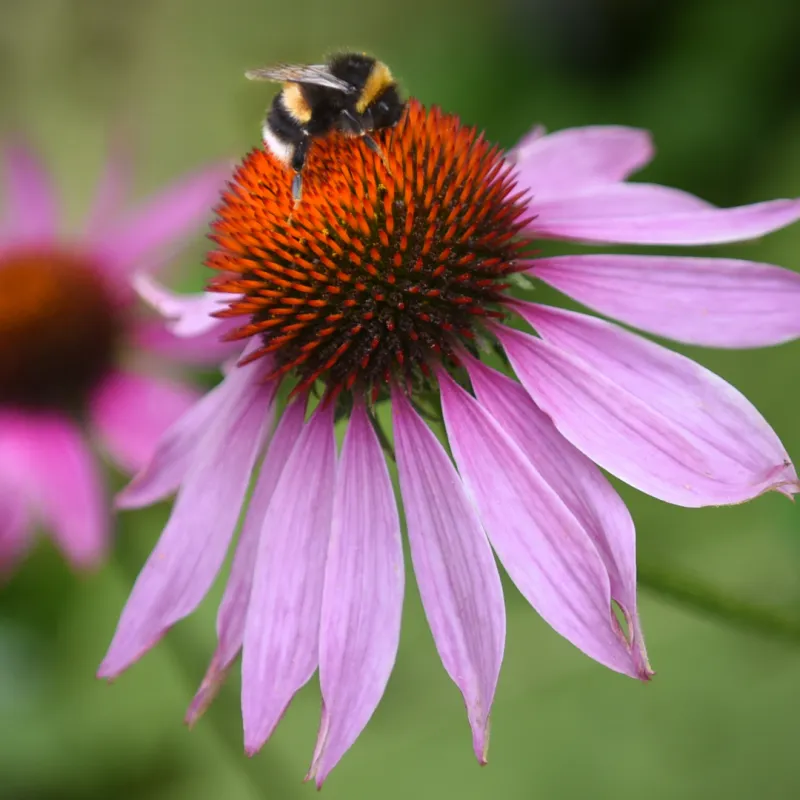 A Pollinator Magnet For Bees Butterflies And Garden Life