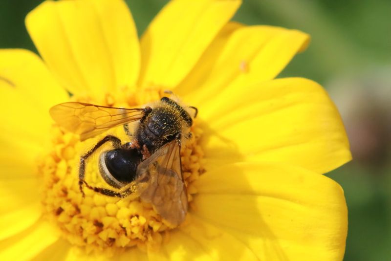 Attracts Bees And Pollinators