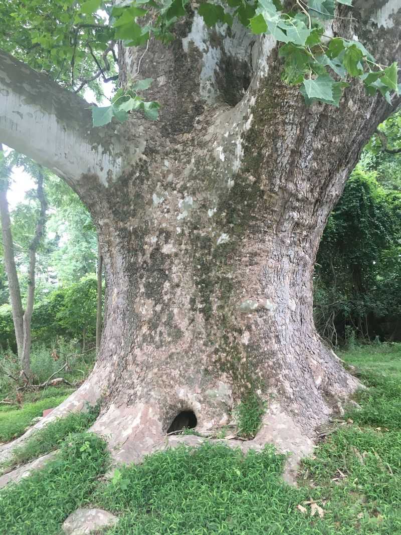 John Goodway Sycamore In Harrisburg That Commands Attention