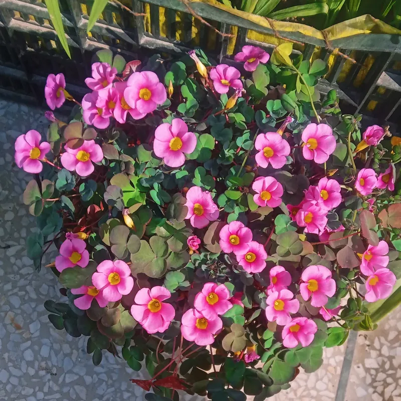 Trailing Four O’Clock Spreads Naturally Across Sunny Ground