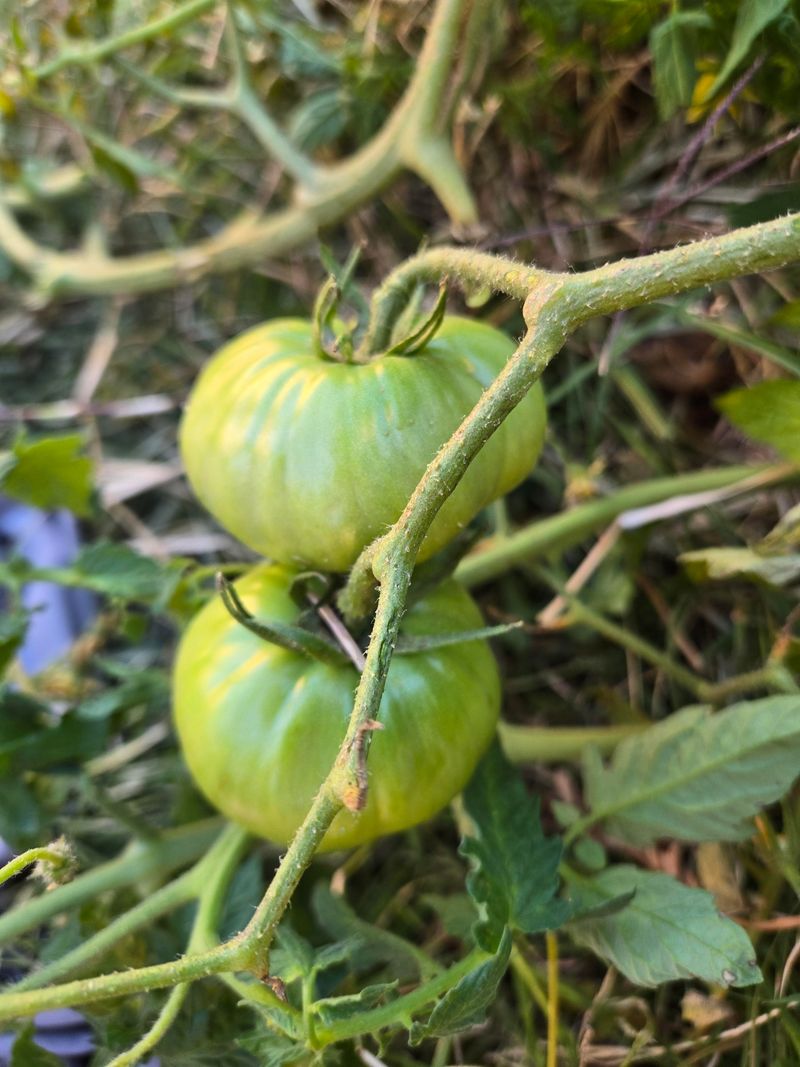 Determinate Varieties Work Well For Short Growing Windows