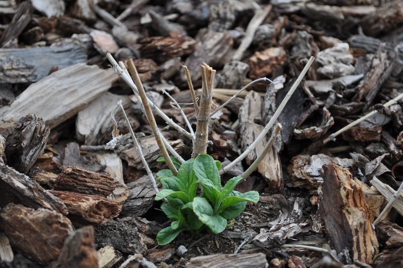 Give Freeze Damaged Plants Time To Show What Is Alive