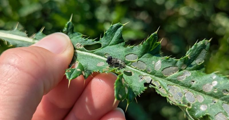 Check New Growth For Small Holes In The Leaves