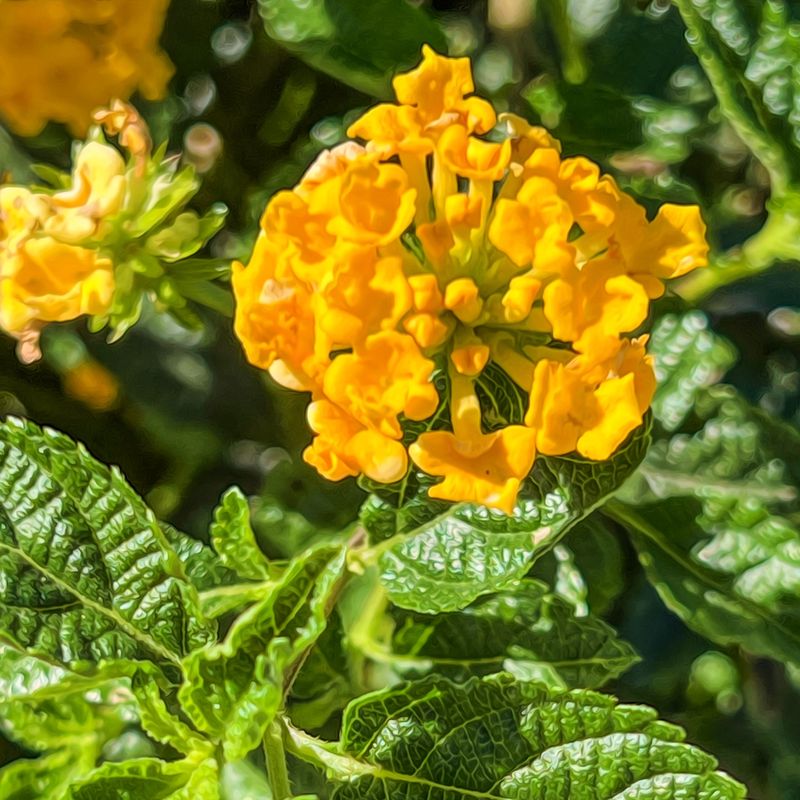 Prioritize Plants That Establish Quickly Before Heat Builds