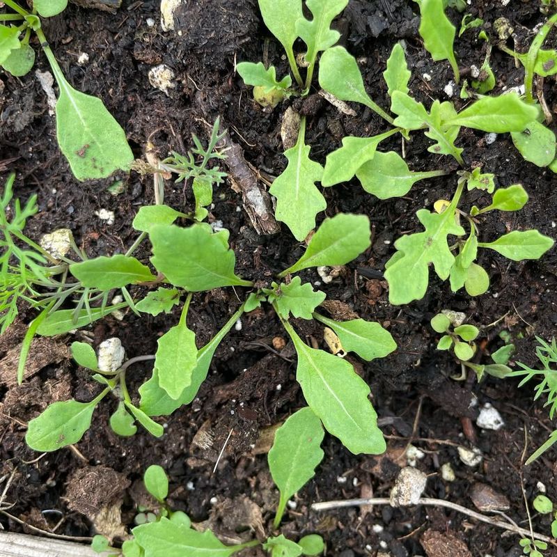Arugula Seeds Germinate Rapidly And Produce Tender Leaves Early