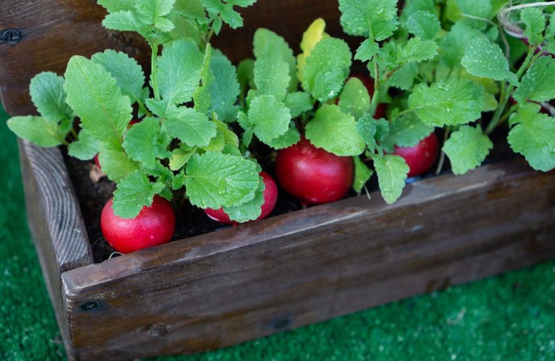 Radishes Mature Quickly In Small Containers