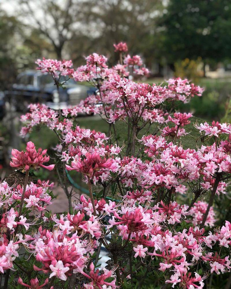 Prefers Moist, Well-Drained Soil With Slight Acidity
