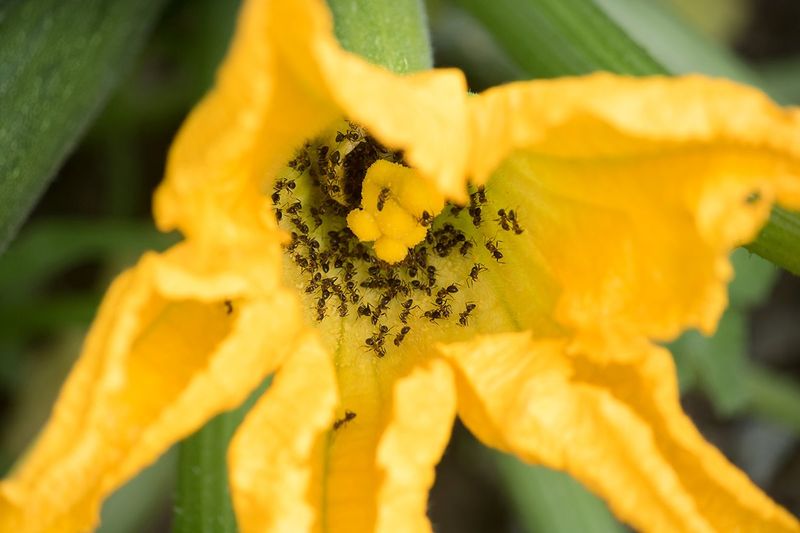 How To Manage Ants In Oregon Garden Beds