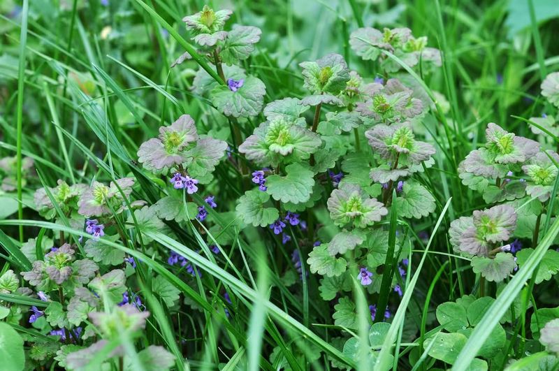 Remove Winter Weeds Before They Set Spring Seeds