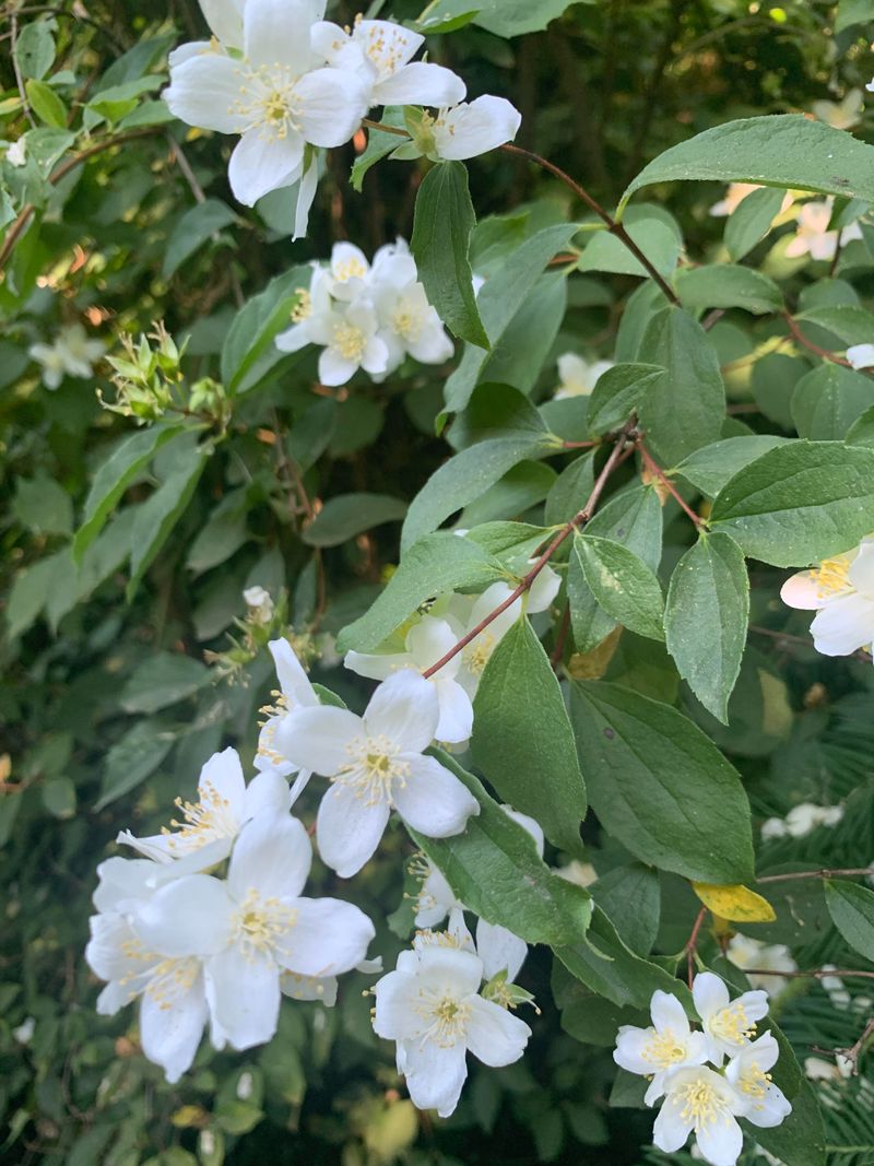 Groundcovers And Shrubs Are Replacing Thirsty Blank Spaces