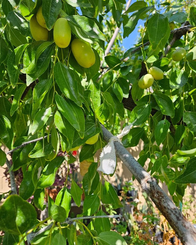 Jujube Produces Crisp Apple Like Fruit On Tough Trees
