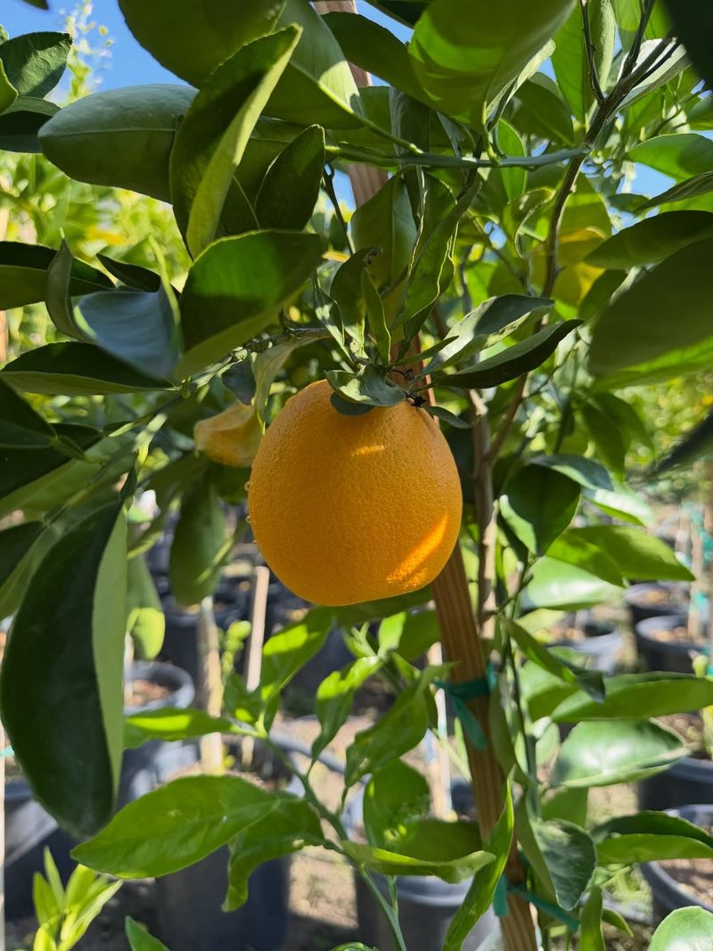 Citrus Trees Are Better Pruned After Bloom Finishes