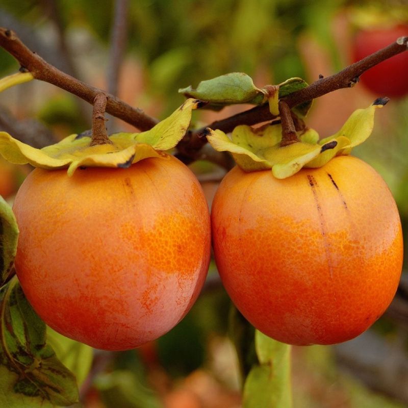 Persimmon Trees Develop Strong, Long-Lived Growth