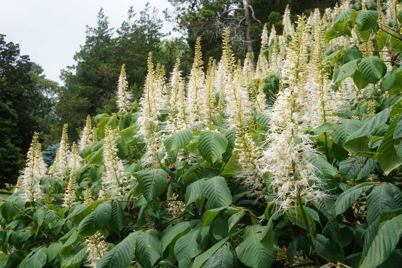 Bottlebrush Buckeye Produces Striking White Flower Spikes