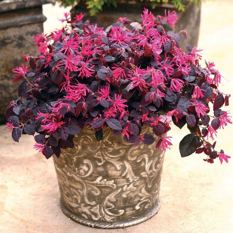 Loropetalum Brings Deep Color And Texture