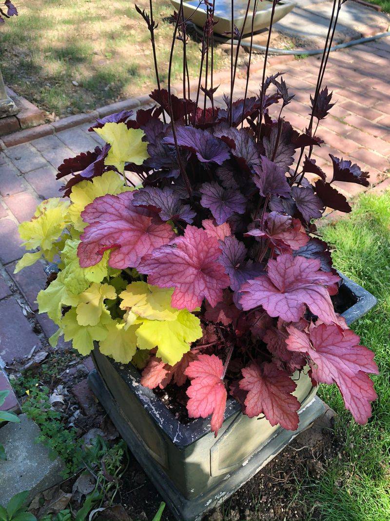 Heuchera Adds Vibrant Foliage Variety