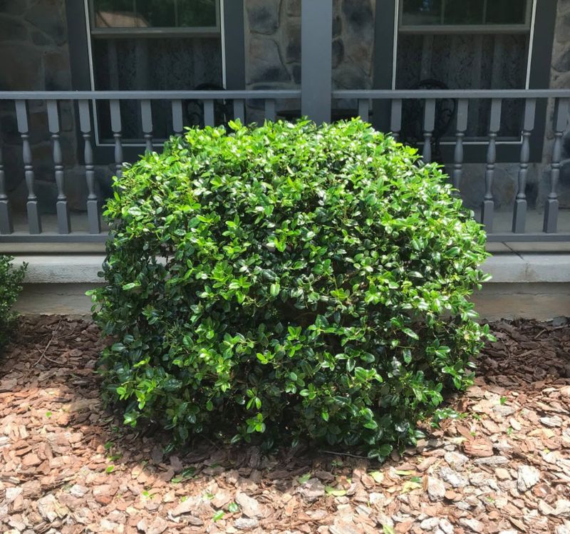 Dwarf Burford Holly Stays Compact And Easy To Shape
