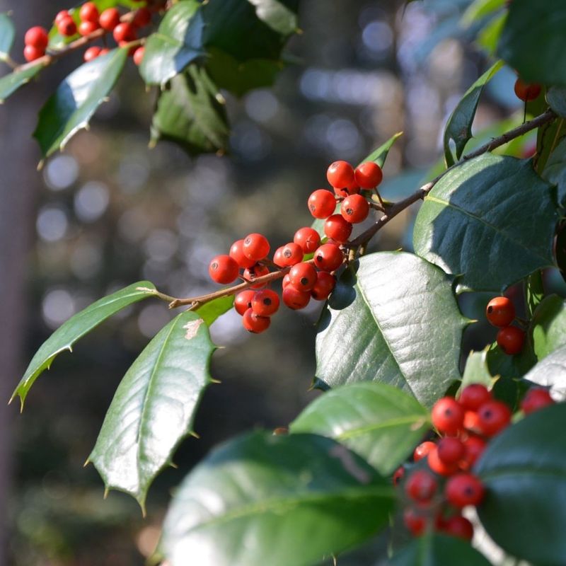American Holly (Ilex Opaca)