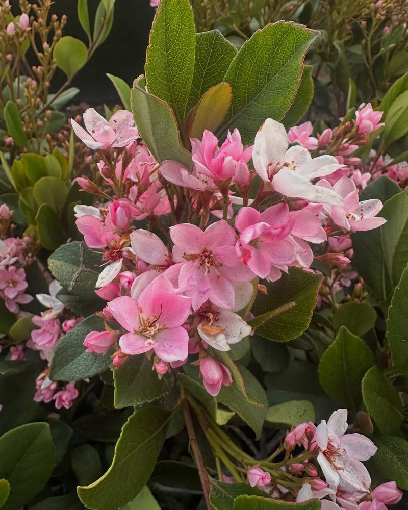 Indian Hawthorn (Rhaphiolepis indica)